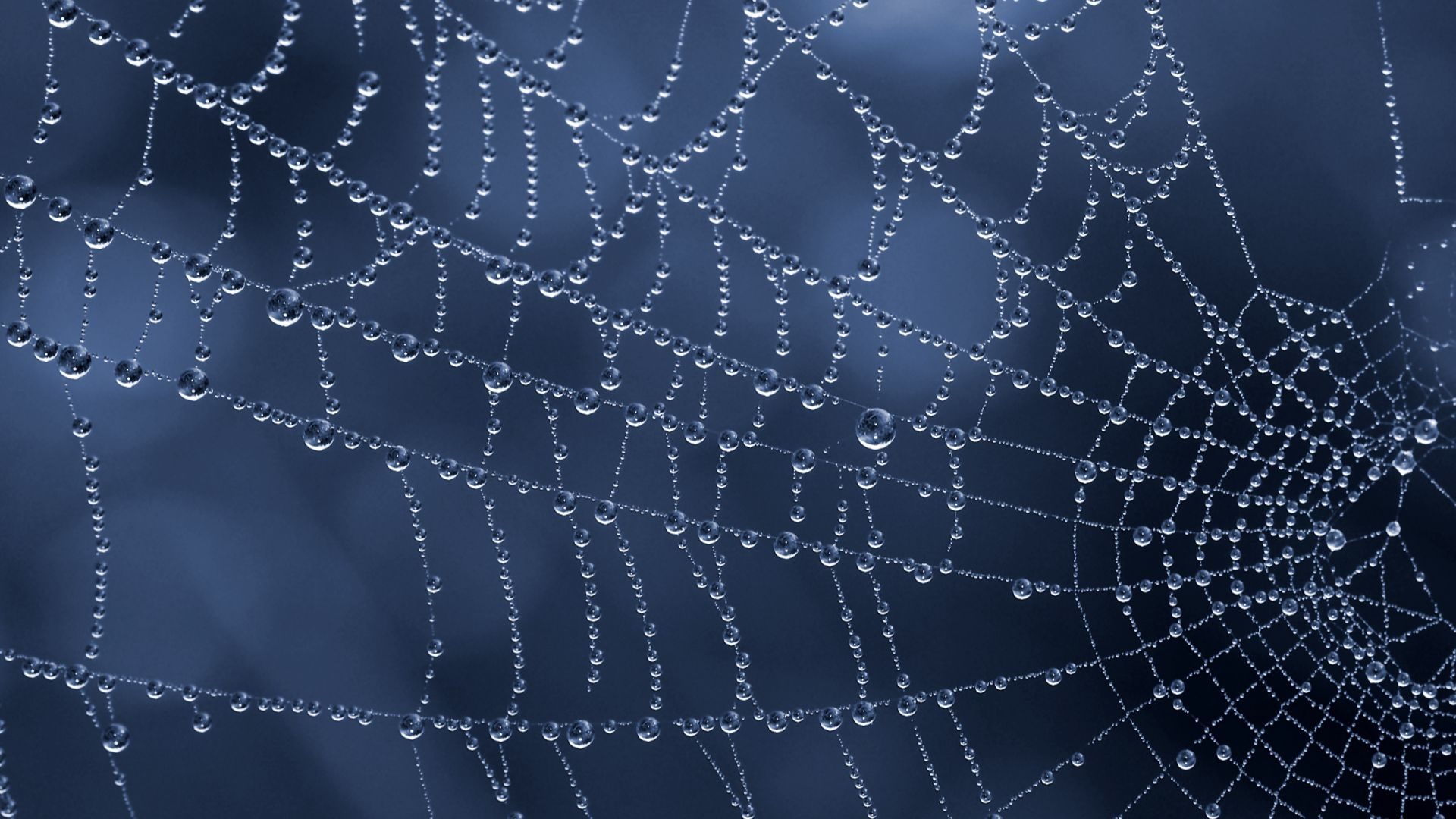 A close up image of a spider web with water droplets on it